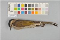 藏品(烏頭翁)的圖片